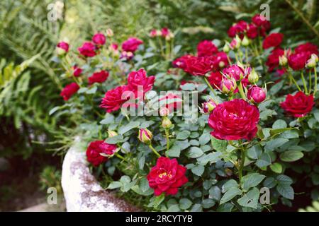 Rote Mini-Rosen blühen in einem weißen Blumentopf Stockfoto