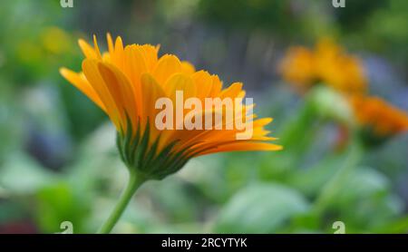 Seitenansicht einer Topf-Marigold-Blume oder Calendula officinalis Stockfoto