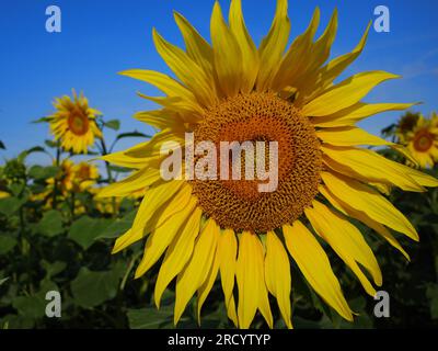Ein Sonnenblumenfeld vor einem blauen Himmel Stockfoto