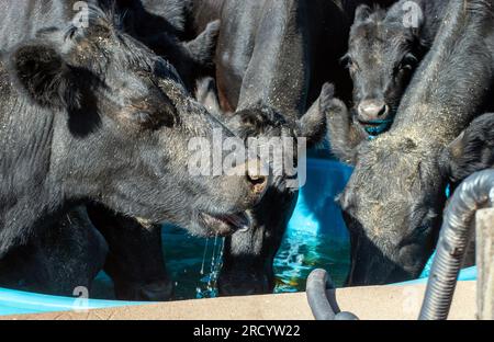 Eine Herde schwarzer angus-Kühe umgibt den Trog, während das Wasser langsam auf dieser Farm in Missouri eindringt. Stockfoto