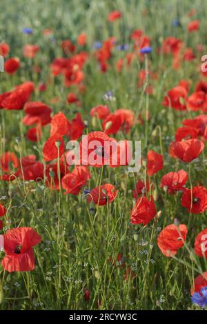 Eine Gruppe blühender Mohnblumen. Stockfoto