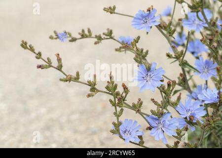 Blühende Zichorienblüte (Cichorium intybus). Stockfoto