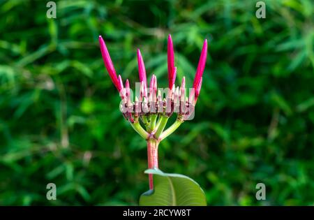 Violette Kamboja-Blume (Plumeria), eine Gattung blühender Pflanzen der Familie Apocynaceae, auch bekannt als Lei-Blüten und Frangipani Stockfoto