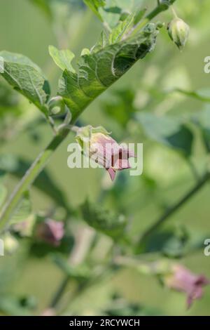 Purpurblüte des tödlichen Nachtschattens (Atropa Belladonna). Stockfoto