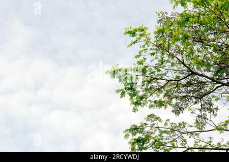 Trembesi, Affenbaum, Samanea samangrüne Blätter und wolkiger Himmel für natürlichen Hintergrund Stockfoto