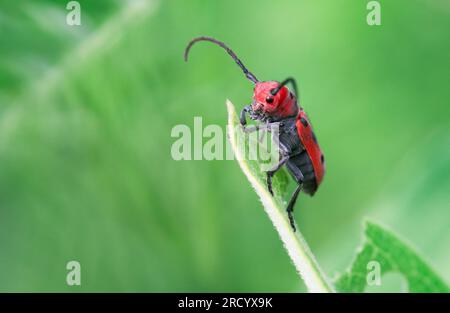 Am Thicksons Point in Whitby, Ontario, sitzt ein roter Milchkraut-Käfer auf einem Blatt. Stockfoto