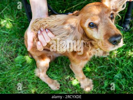 English Cocker Spaniel, das Mädchen zeigt, wie groß die Ohren und der weiche Mantel des Hundes sind Stockfoto