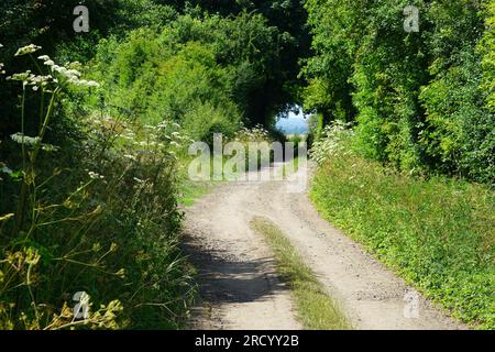 In der Mitte des Sommers bei Quickswood Stockfoto