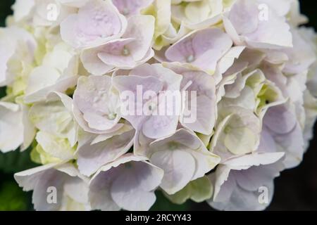 Blühende bunte Blüten der Hortensien, Hydrangea macrophylla. Kultivare Bigleaf-Hortensien. Stockfoto