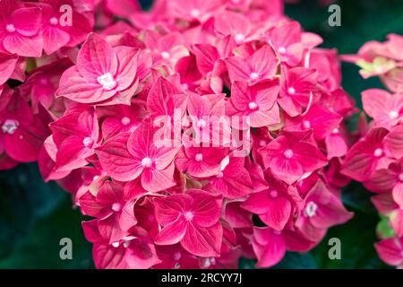 Blühende bunte Blüten der Hortensien, Hydrangea macrophylla. Kultivare Bigleaf-Hortensien. Stockfoto
