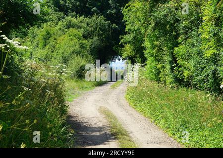 In der Mitte des Sommers bei Quickswood Stockfoto