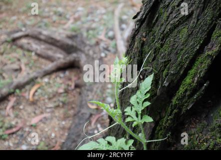 Blick aus einem hohen Winkel auf eine Wassermelone (Citrullus lanatus), die mit einem Stamm von Acacia Auriculiformis als Stütze hochklettert Stockfoto