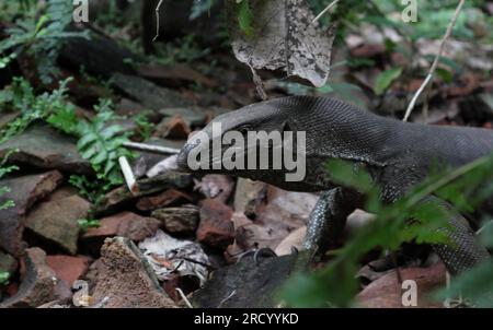 Nahaufnahme eines Bengalen Echsenkopfs (Varanus bengalensis) , diese Echse ist auch als Landmonitor bekannt und kriecht auf dem Boden Stockfoto