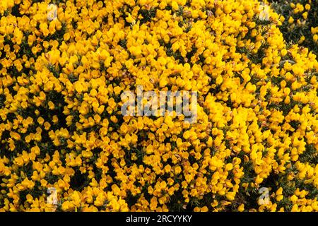 Ein Ginster (Ulex) in voller Blüte. Es wird lokal Win oder Furze genannt. Nordirland, Vereinigtes Königreich. Stockfoto