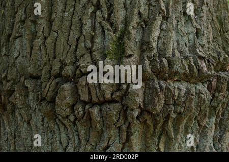 Konsistenz eines alten, Lippenähnlichen Baumstamms Stockfoto