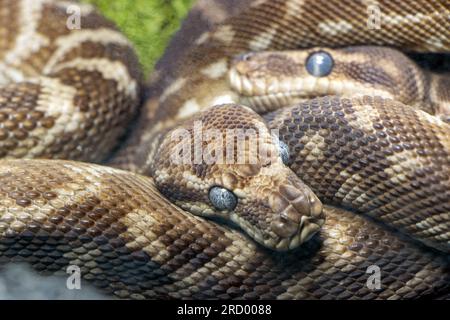 Das Paar der Grobschuhpython (Morelia carinata) Stockfoto