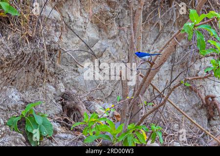 Schwarzer, gesunkener Monarch, der auf einem Baum ruht Stockfoto