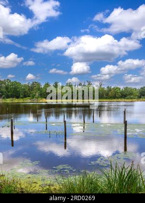 Karpfenteich in der Brenne - Rosnay, Indre (36), Frankreich. Stockfoto