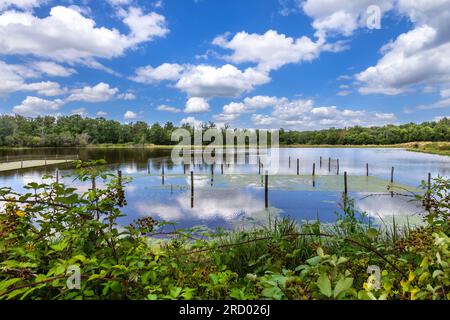 Karpfenteich in der Brenne - Rosnay, Indre (36), Frankreich. Stockfoto