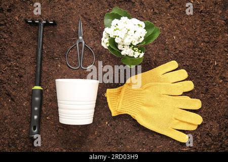 Verschiedene Gartengeräte und Pflanzen im Garten Stockfoto