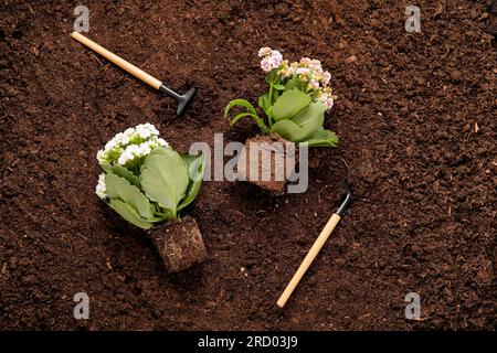 Pflanzen mit Erde, Schaufeln und Rechen im Garten Stockfoto