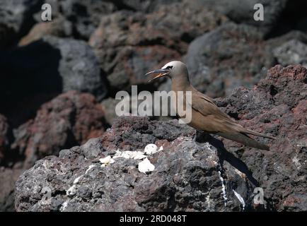 Gemeiner brauner Noddy, Anous (Stolidus) Stolidus, im mittleren Atlantik, südlich des Äquators. Stockfoto