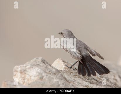 Blackstart (Cercomela melanura) ein in der israelischen Wüste ansässiger Züchter. Stockfoto