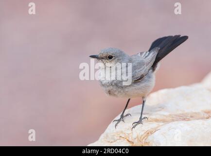 Blackstart (Cercomela melanura) ein in der israelischen Wüste ansässiger Züchter. Stockfoto