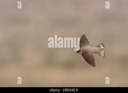 Pale Crag Martin (Ptyonoprogne obsoleta) im Frühling in Israel. Stockfoto