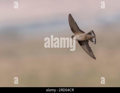 Pale Crag Martin (Ptyonoprogne obsoleta) im Frühling in Israel. Stockfoto