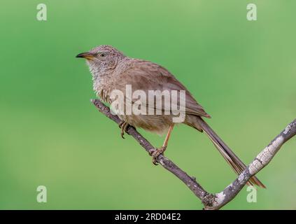 Arabian Babbler, Turdoides squamiceps, hoch oben in einem Busch in Israel. Stockfoto