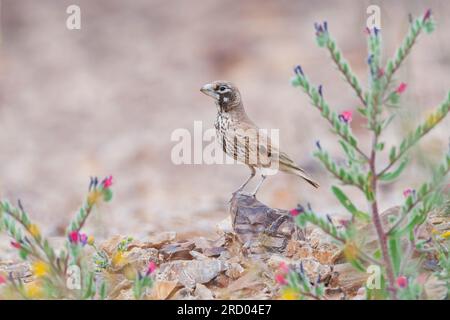 Dickschnabelkloster (Ramphocoris Clotbey) in der südlichen Negev-Wüste, Israel. Stockfoto