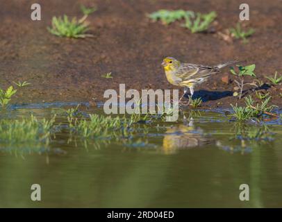 Atlantik-Kanarienvogel, Serinus canaria, im Herbst auf den Azoren. Stockfoto