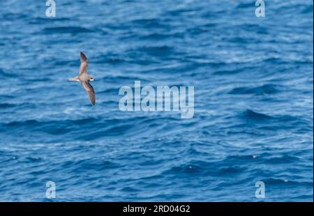 Weich gepupfter Petrel, Pterodroma mollis, im Flug südlich von Neuseeland. Stockfoto