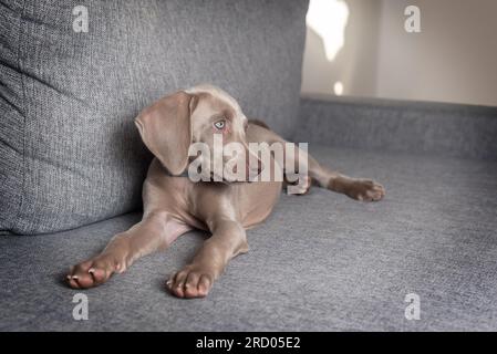 Weimaraner Hundewelpe entspannte sich und lag auf dem Sofa. Graue, kurzhaarige Hunderasse mit blauen Augen. Tierpflege Stockfoto