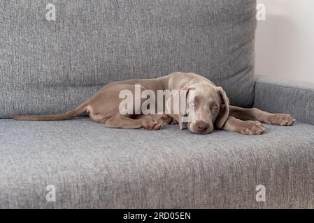 Weimaraner Welpe, der auf der Couch liegt und schläfrig aussieht. Graue, kurzhaarige, blauäugige Hunderasse. Haustier Stockfoto