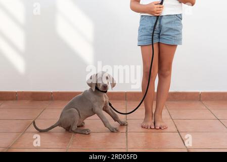 Weimaraner-Welpe an der Leine, bereit, mit seinem Besitzer nach draußen zu gehen. Hundebetreuung. Geh mit dem Hund spazieren. Hündchen an der Leine Stockfoto