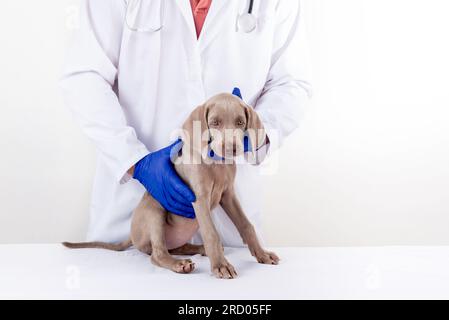 Weimaraner Welpe sitzt auf dem Pflegetisch in einem Tierarztzentrum. Überprüfung der Gesundheit der Hunde. Hund in den Händen des Tierarztes. Medizinische Untersuchung Stockfoto