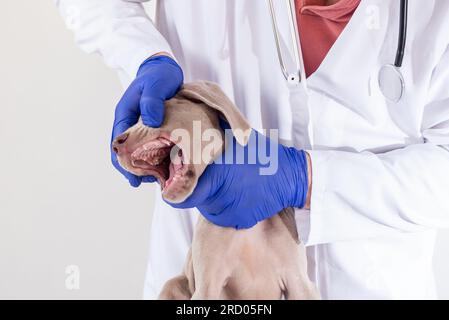 Der Tierarzt öffnet das Gebiss und prüft die Zahngesundheit eines Weimaraner Welpen in einem Tierarztzentrum. Gesunde Zähne und Mundpflege beim Hund. M Stockfoto