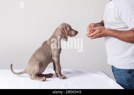 Ein Weimaraner-Welpe, der vor seinem Meister sitzt und auf seine Belohnung wartet, nachdem er eine Lernübung absolviert hat. Intelligentes Hundetraining Stockfoto