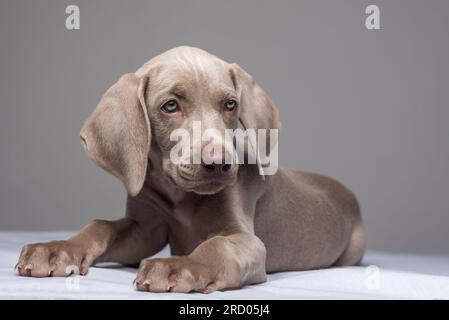 Porträt eines wunderschönen, blauäugigen Weimaraner-Welpen, der sich hinlegt und aufrecht auf grauem Hintergrund steht Stockfoto
