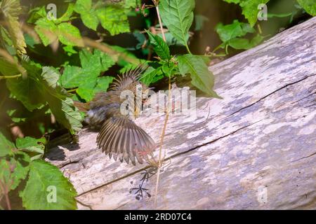 Juvenile Robin, Erithacus rubecula, Sonnenbaden auf einem toten Baumstamm Stockfoto