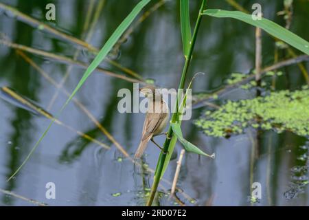 Reed Warbler, Acrocephalus scirpaceus, hoch oben auf einem Schilfstiel. Stockfoto