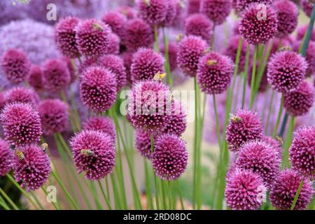 Purple Allium sphaerocephalon in Blume Stockfoto