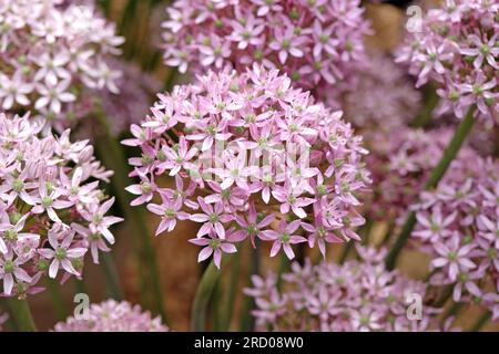 Allium „Pink Jewel“ in Blume. Stockfoto