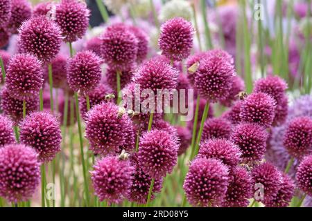 Purple Allium sphaerocephalon in Blume Stockfoto