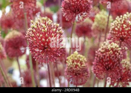 Allium 'Red Mohican' in Blume. Stockfoto