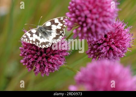 Ein marmorierter weißer Schmetterling auf einem Purple Allium Sphaerocephalon in Blume Stockfoto