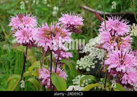 Wilder Bergamottenbalsam in Blüten. Stockfoto