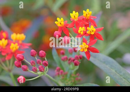 Tropisches Milchkraut oder Blutblume, Asclepias curassavica, „Seidenrot“ in Blüte. Stockfoto